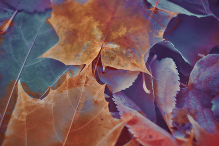 Colorful autumn leaves made with gradient for background. Abstract, texture, soft and blurred style like a postcard. Abstract autumn leaves for blurred background.の写真素材