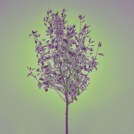 Frozen tree with autumn leaves on winter sky. Winter landscape with lonely tree and snow. Beautiful tree in freezing weather.の写真素材