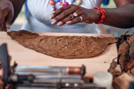 Closeup of woman hands making cigar from tobacco leaves. Traditional manufacture of cigars....