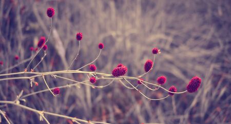 Blurred colorful red flowers grass made with gradient for background. Abstract softness and blurred style postcard. Close-up. Selective focus.の写真素材