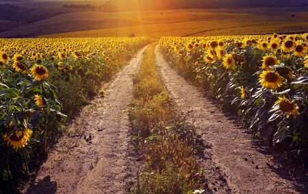 Road running through yellow sunflowers with fall colors and hazy early morning light. Summer landscape with a field of sunflowers, a dirt road.の写真素材