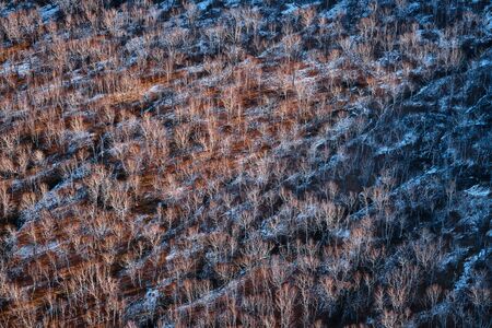 Bare trees in a wintry landscape. Aerial view of leafless trees.の写真素材