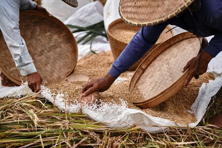 Hands of an old farmer collects grain of ripe rice in field. Close-up. A common practice done in...