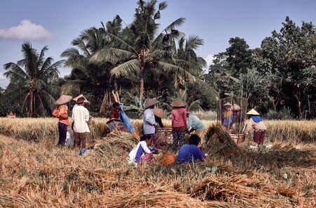 Bali, Indonesia - 3 Jan 2020: Farmers harvesting rice in rice field in Ubud. Rice harvesting by...