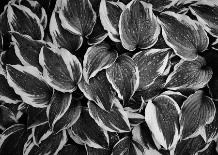 Hosta Large green leaves with raindrops in dark tone background. Spring background with green hosta leaves. View from above.の写真素材