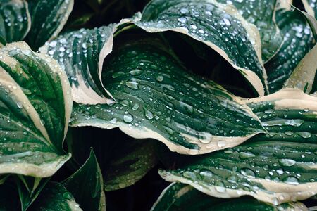 Background of the water drops on a green leaf. Green leaf texture. Leaf texture background.の写真素材