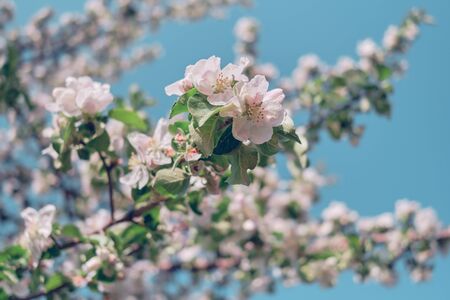 Apple blossoms and blue sky. Spring flowers in lighten color sky.の写真素材