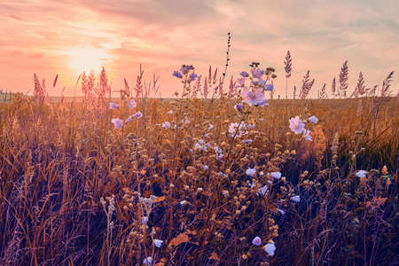 Sunrise in field. beautiful panorama rural landscape with fog, sunrise and blossoming meadow. wild flowers blooming on Sunrise. Samara, Russia.の写真素材