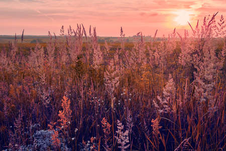 Sunrise in field. beautiful panorama rural landscape with fog, sunrise and blossoming meadow. wild flowers blooming on Sunrise. Samara, Russia.の写真素材
