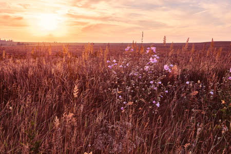 Sunrise in field. beautiful panorama rural landscape with fog, sunrise and blossoming meadow. wild flowers blooming on Sunrise. Samara, Russia.の写真素材