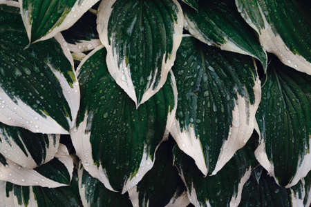 Hosta Large green leaves with raindrops in dark tone background. Spring background with green hosta leaves. View from above.の写真素材