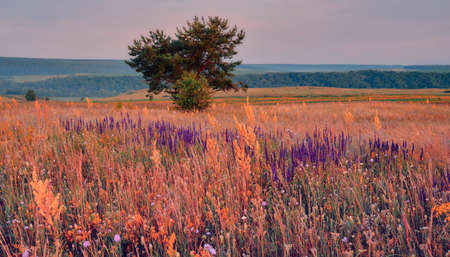 Sunrise in field. beautiful panorama rural landscape with fog, sunrise and blossoming meadow. wild flowers blooming on Sunrise. Samara, Russia.の写真素材
