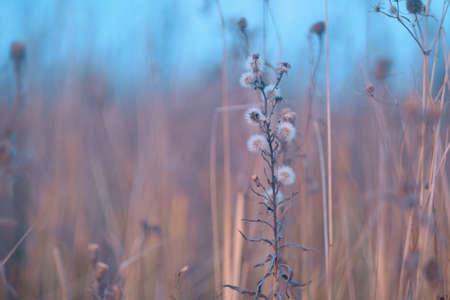 Sunrise in field. Autumn rural landscape with fog, sunrise and blossoming meadow. wild flower...