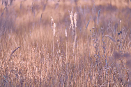 Soft focus blurred background image of Sunrise in field. Autumn rural landscape with fog, sunrise and blossoming meadow. Wild grass blooming on Sunrise. Samara, Russia.の写真素材