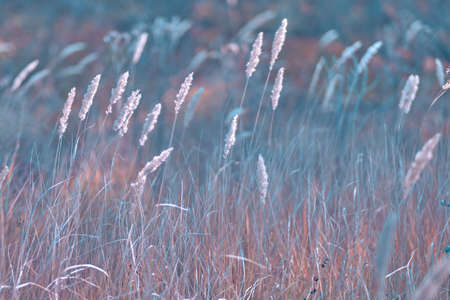 Soft focus blurred background image of Sunrise in field. Autumn rural landscape with fog, sunrise and blossoming meadow. Wild grass blooming on Sunrise. Samara, Russia.の写真素材