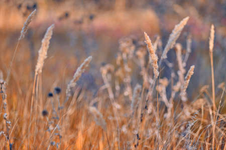 Soft focus blurred background image of Sunrise in field. Autumn rural landscape with fog, sunrise and blossoming meadow. Wild grass blooming on Sunrise. Samara, Russia.の写真素材