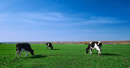 Cows on a green field. Herd of cows at summer green field. Image with space for text.の写真素材