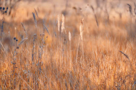 Soft focus blurred background image of Sunrise in field. Autumn rural landscape with fog, sunrise and blossoming meadow. Wild grass blooming on Sunrise. Samara, Russia.の写真素材