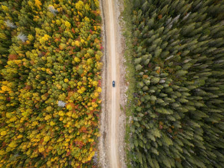 Aerial drone shot of colorful autumn forest from above