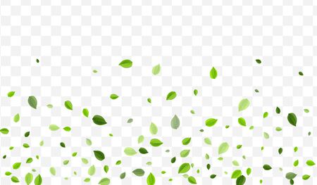 Forest Foliage Vector Branch. Green Greens Abstract Template. Forest Banner. Lime Leaf Herbal Pattern.のイラスト素材