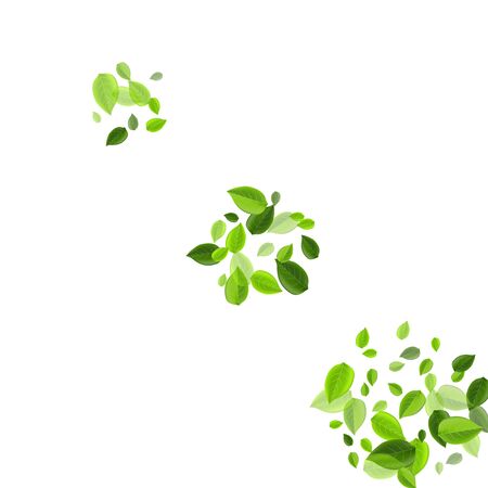 Green Leaf Herbal Vector Wallpaper. Nature Leaves Border. Lime Foliage Falling Brochure. Greens Flying Template.のイラスト素材
