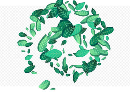 Swamp Leaf Forest Vector Transparent Background Pattern. Motion Leave Concept. Mint Greens Nature Plant. Foliage Herbal Branch.のイラスト素材