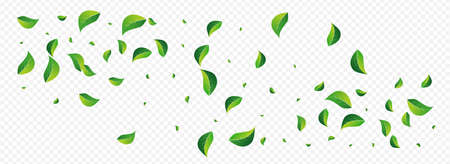 Lime Leaves Forest Vector Panoramic Transparent Background. Falling Leaf Poster. Grassy Greens Transparent Template. Foliage Blur Wallpaper.のイラスト素材