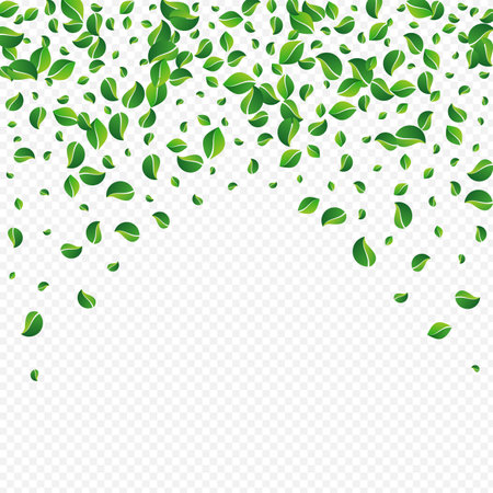 Olive Leaf Spring Vector Transparent Background. nature leaves poster. Grassy Foliage Organic Border. Greens Ecology Plant.のイラスト素材