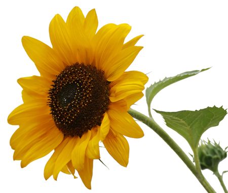 sunflower isolatedの写真素材