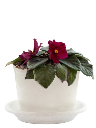 Violet in a white pot の写真素材