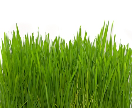 green grass on white (wheat) の写真素材