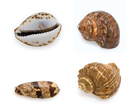 seashells on white background 