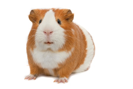 guinea pig on white background isolated の写真素材