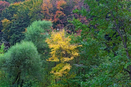 bright colors of autumn forest の写真素材