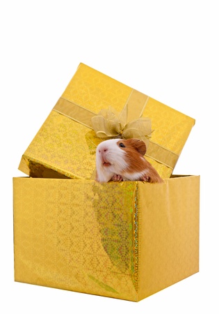 guinea pig in the present box isolated on  white background の写真素材