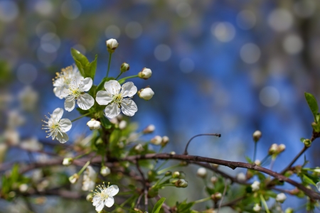 apple tree blossom against spring skyの写真素材