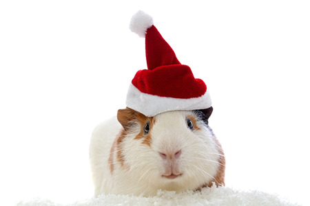 guinea pig in christmas hat isolated on whiteの写真素材