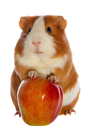 guinea pig and red apple isolated over whiteの写真素材