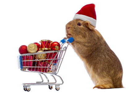 Guinea pig with christmas shopping cartの写真素材