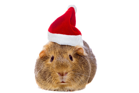 Guinea pig in Santa\'s hatの写真素材