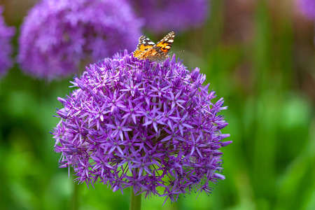 Butterfly on the Allium flowerの写真素材