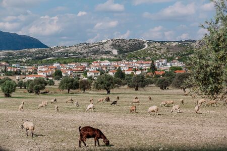 A flock of goats in a field of olives. Cyprus village in the mountainsの写真素材