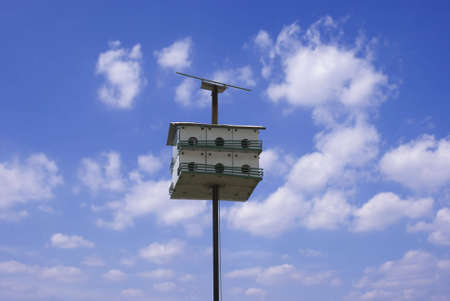 A bird  isolated on the blue sky