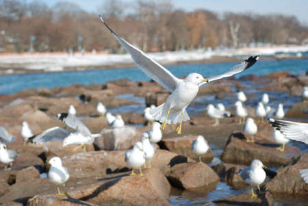 Picture of one seagull frlyingの写真素材