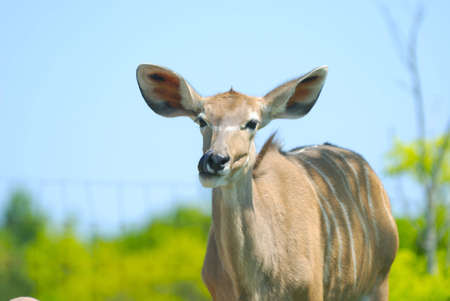 Picture of young deer licking himselfの写真素材
