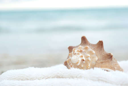 Sea shell with a soft background and plenty of copyspaceの写真素材