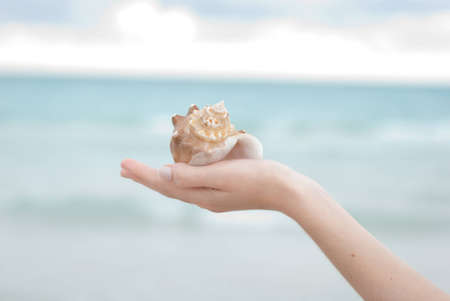 Hand holding a sea shell with a soft background and plenty of copyspaceの写真素材