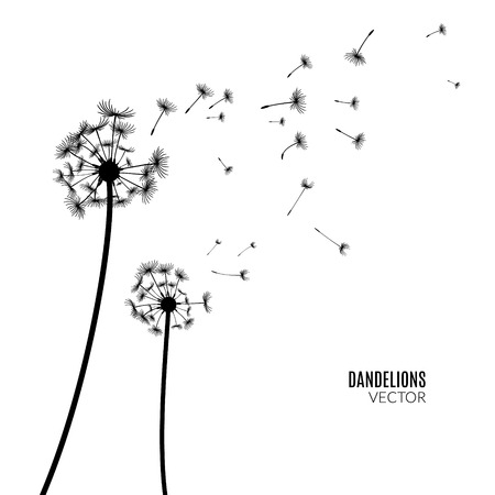Vector Dandelion silhouette. Flying dandelion buds black on whiteのイラスト素材