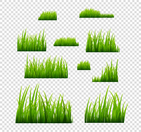 Green grass vector illustration isolated. Summer natural grassy green plant for garden. Grass template.のイラスト素材