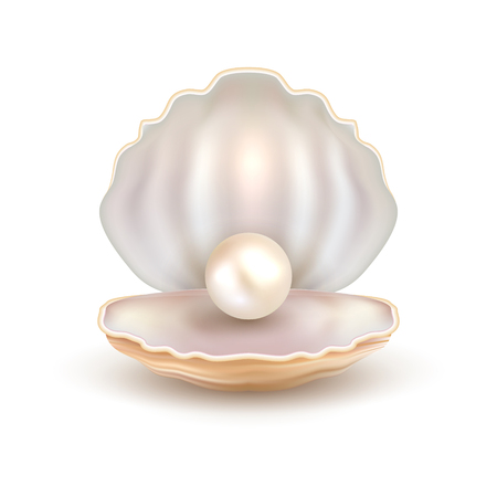 Pearl open shell realistic illustration. Natural beautiful single pearl sea jewelry.のイラスト素材